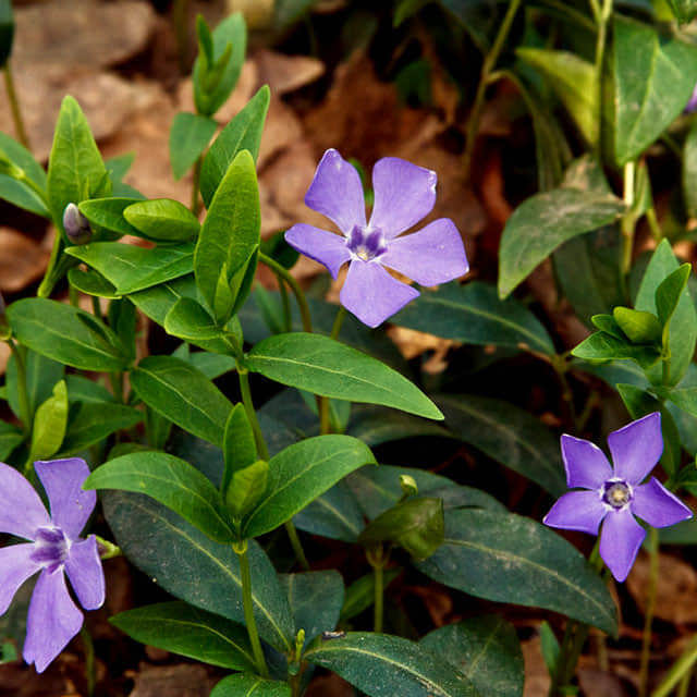 Vinca minor