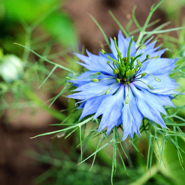 Nigella damascena