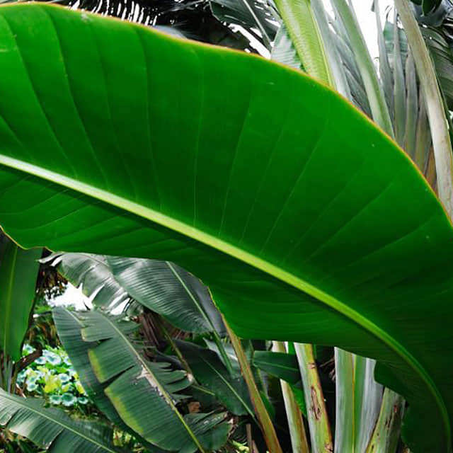 Strelitzia nicolai