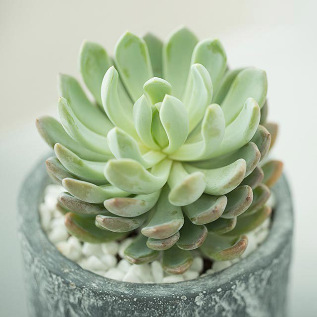 Echeveria Hong Juanye Brown Leaf Tips