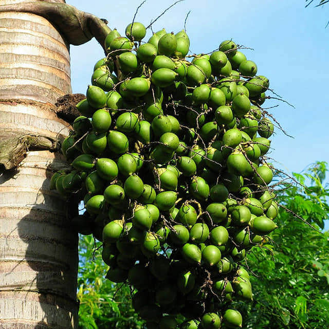 Areca catechu