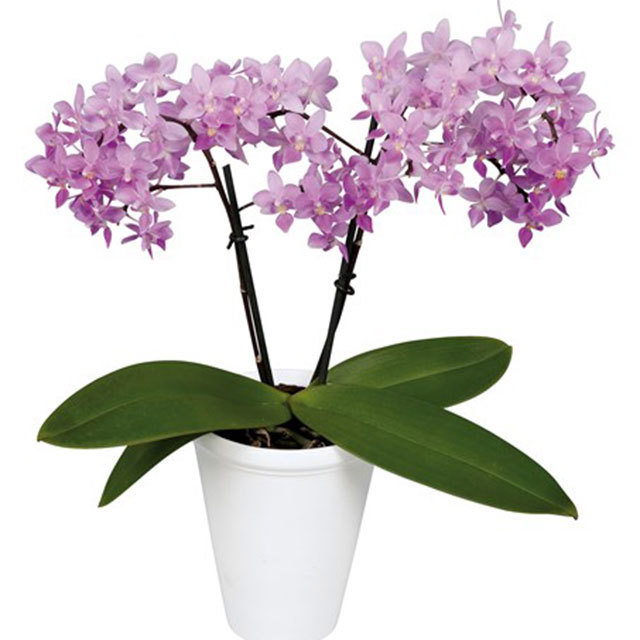 Phalaenopsis Graz