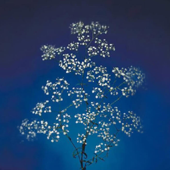 Gypsophila Million Stars