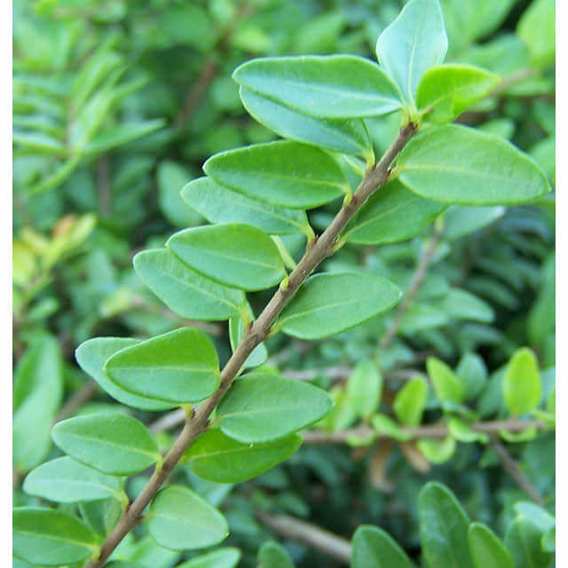 Lonicera nitida