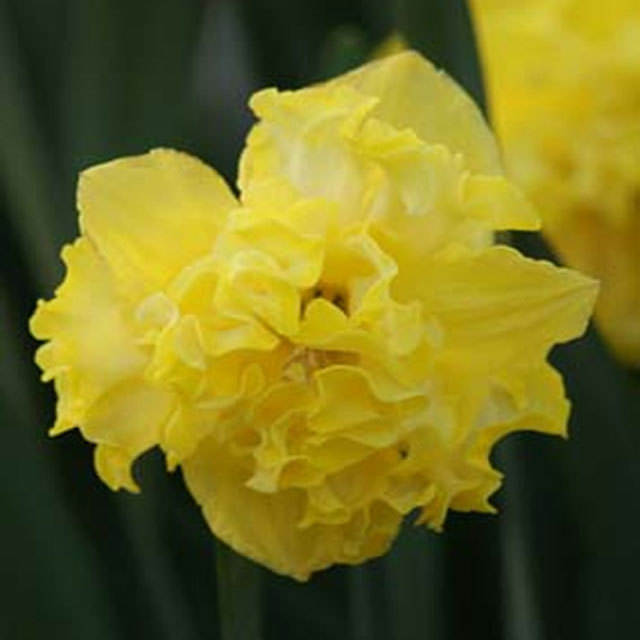 Narcissus Flyer