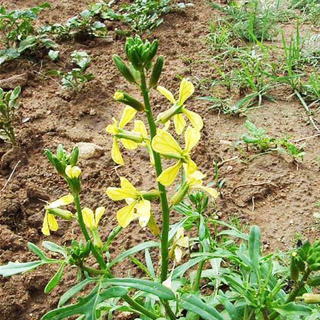 Eruca sativa