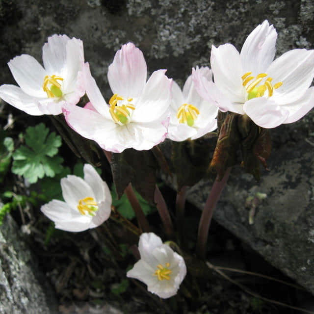 Podophyllum hexandrum