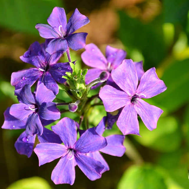Eranthemum pulchellum