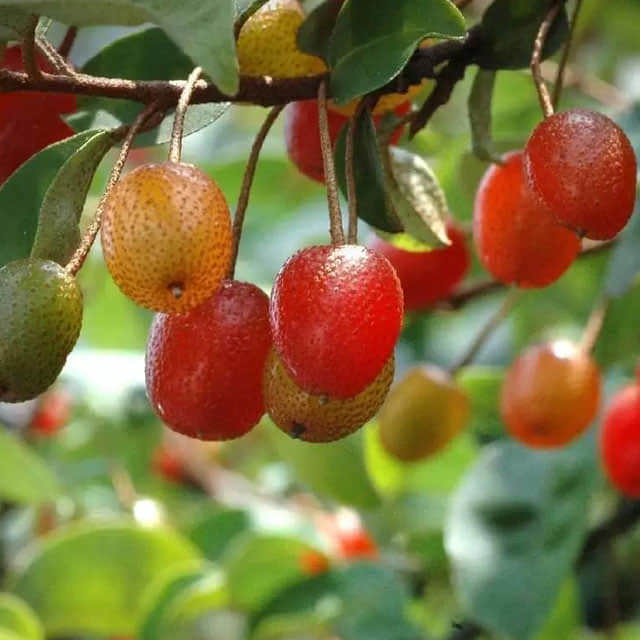 Elaeagnus umbellata