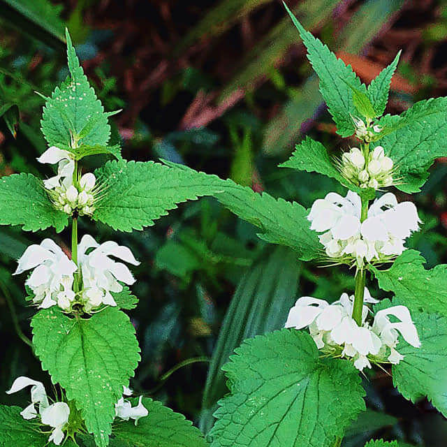 Lamium orvala
