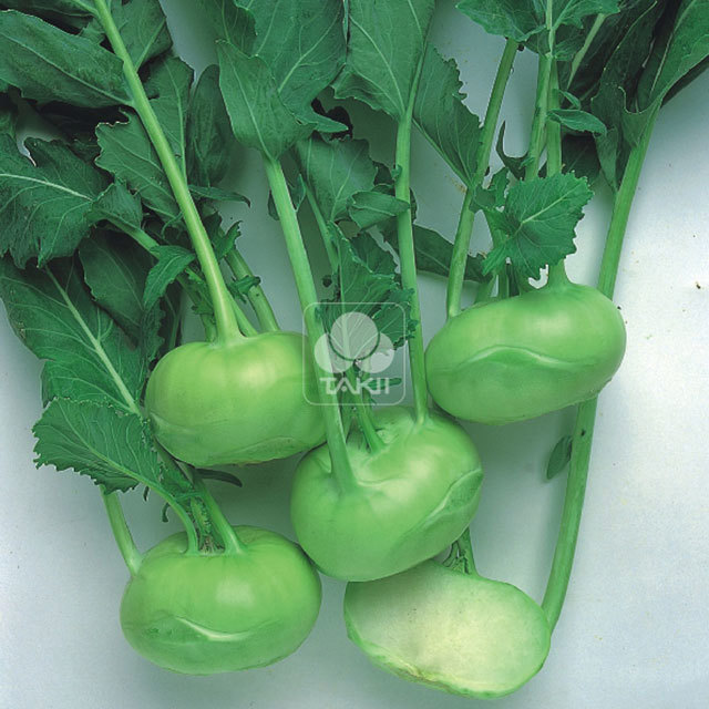 Kohlrabi Timpano F1 Polvere bianca