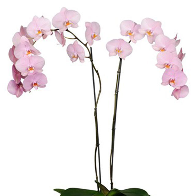 Phalaenopsis Akita