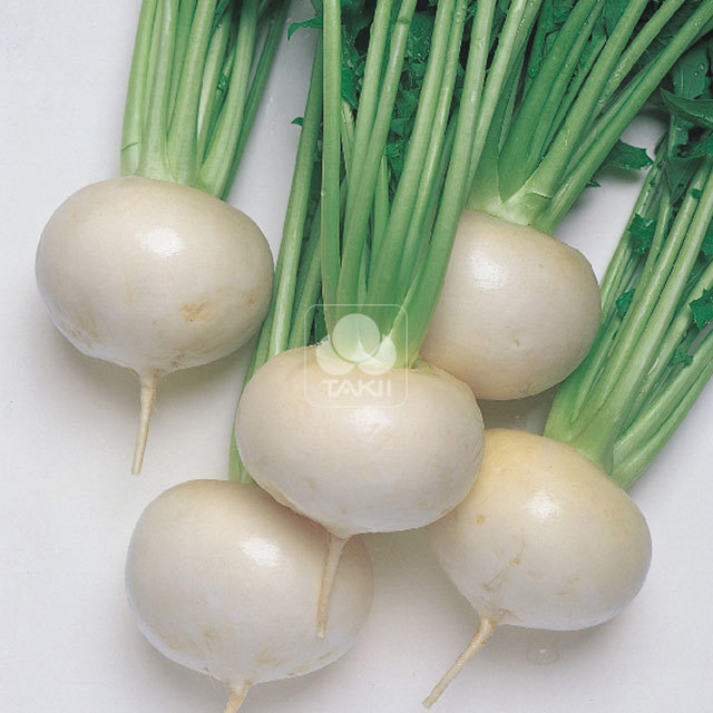Turnip Tokyo Cross F1 Tiny Black Flies