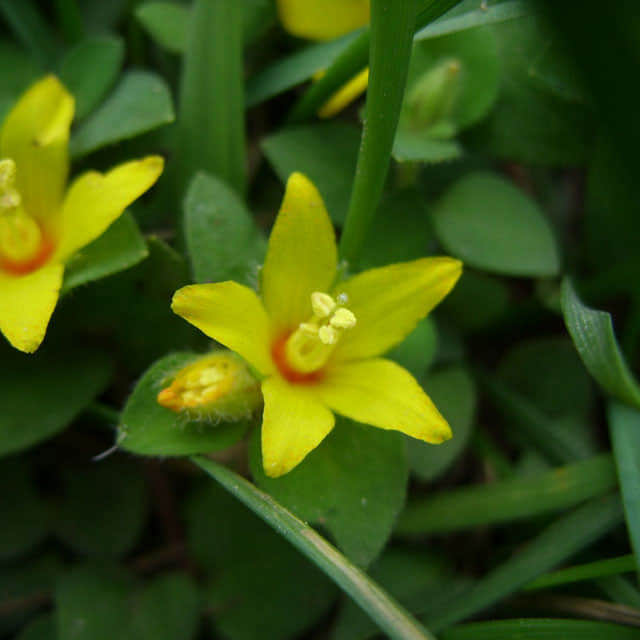 Lysimachia christinae