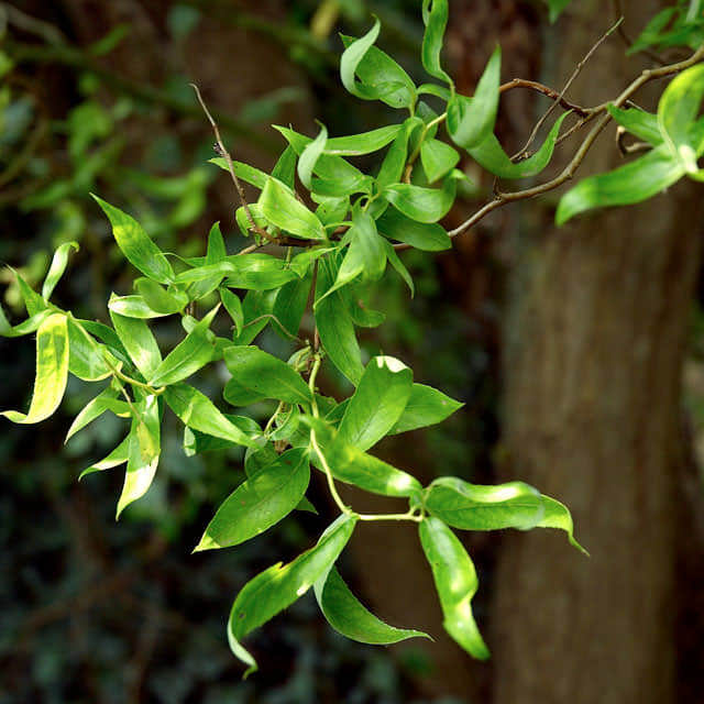 Salix matsudana Tortuosa