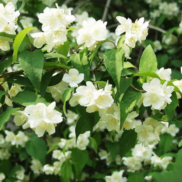 Philadelphus lewisii