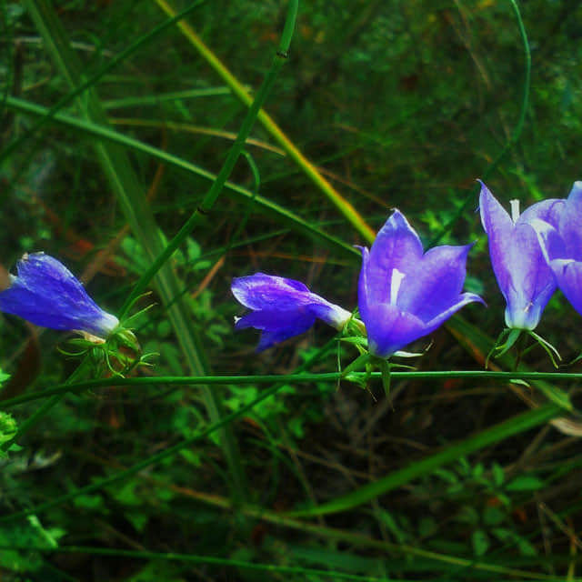 Cobaea scandens