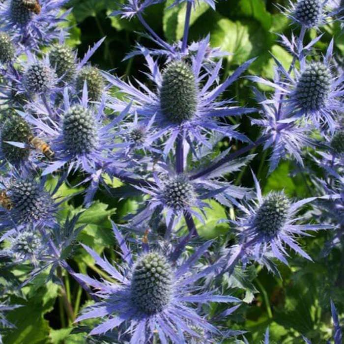 Eryngium Magical Blue Lagoon
