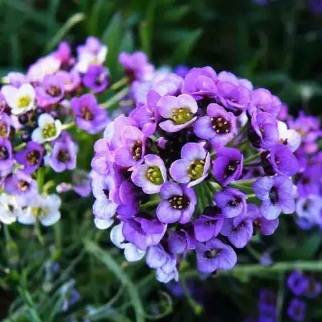Lobularia maritima
