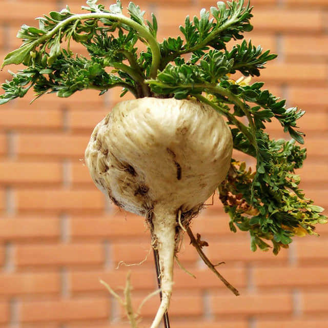 Lepidium peruvianum