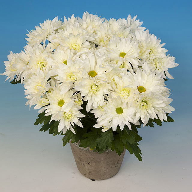 Chrysanthemum Anderson White Fine Webbing