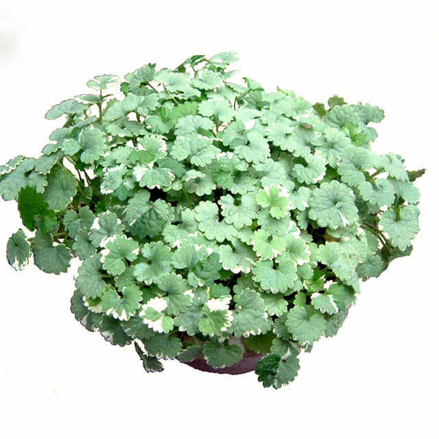 Glechoma hederacea