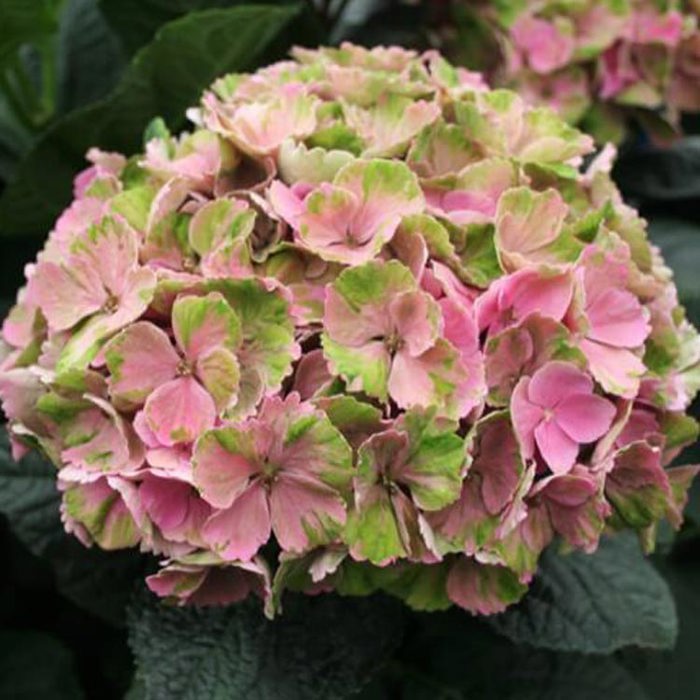 Hydrangea macrophylla Magical Daydream Sudden Leaf Drop