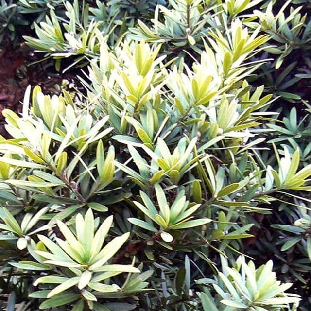 Podocarpus latifolius