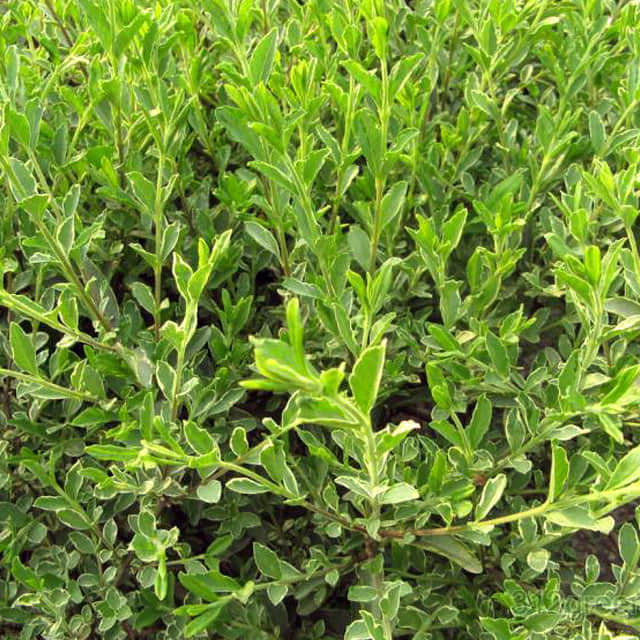 Ligustrum sinense Variegatum