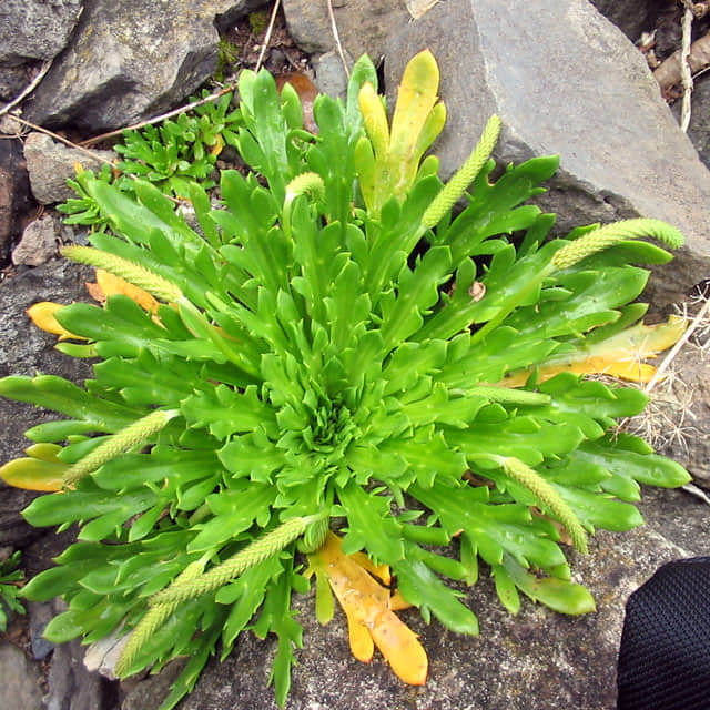 Plantago coronopus