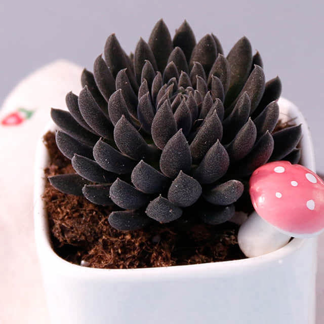Sinocrassula yunnanensis Drooping Leaves