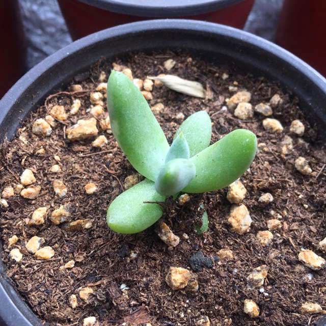 Dudleya pachyphytum Drooping Leaves