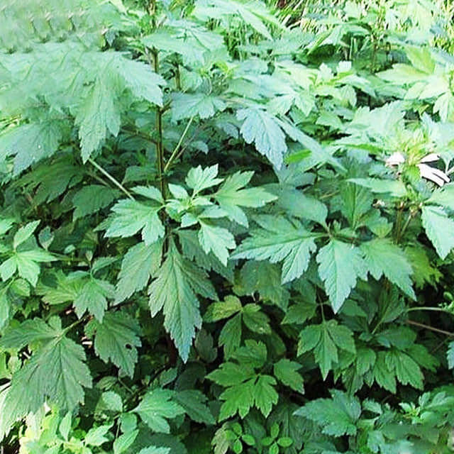 Artemisia lactiflora