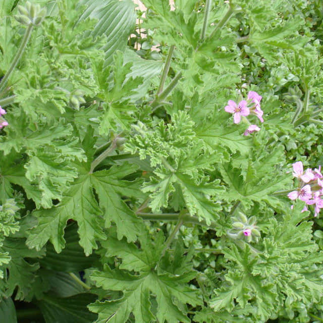 Pelargonium citrosum