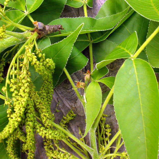 Carya ovata