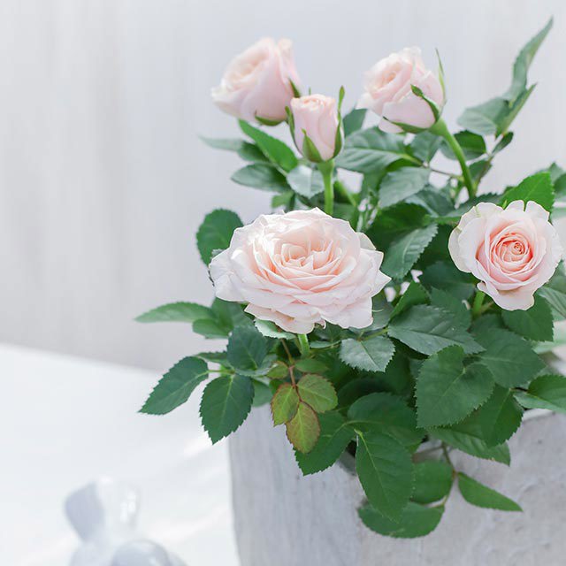Miniature Rose