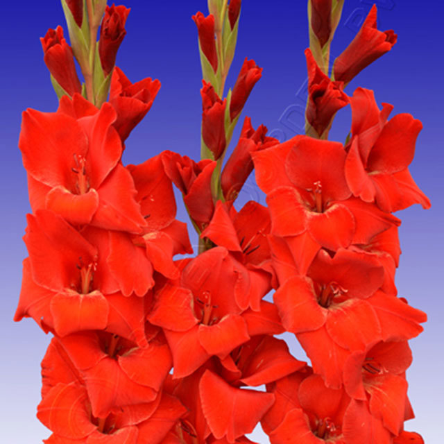 Gladiolus Oscar