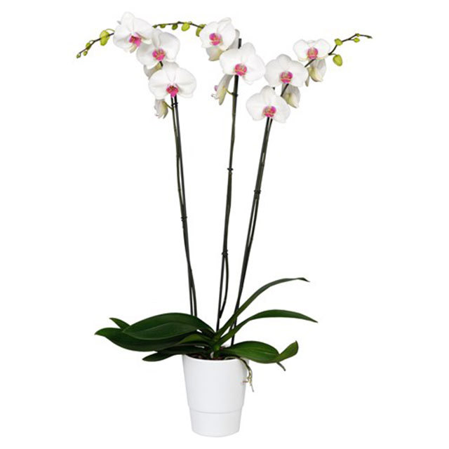 Phalaenopsis Jinan