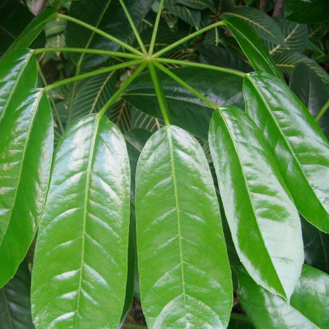 Schefflera actinophylla