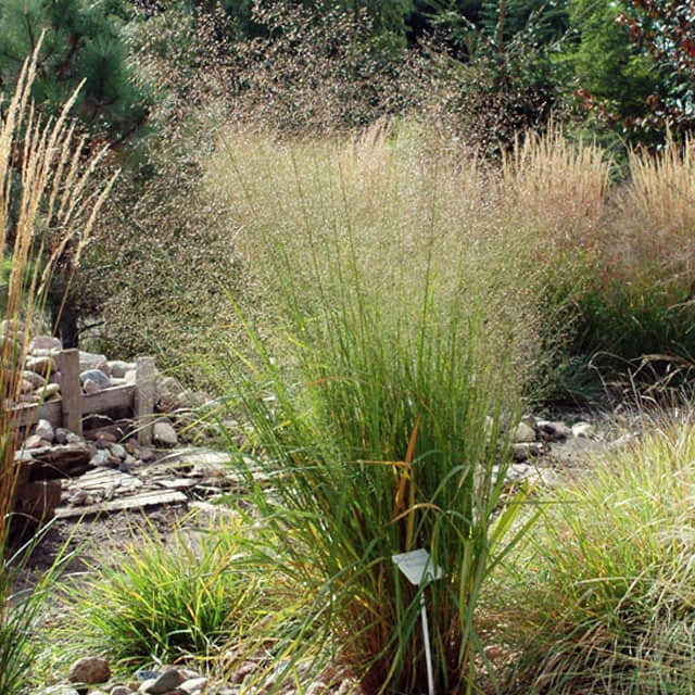 Eragrostis trichodes