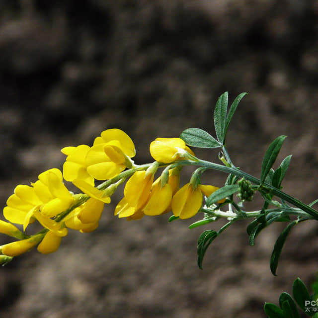 Parochetus communis