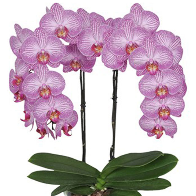 Phalaenopsis Bucharest Sticky Leaves