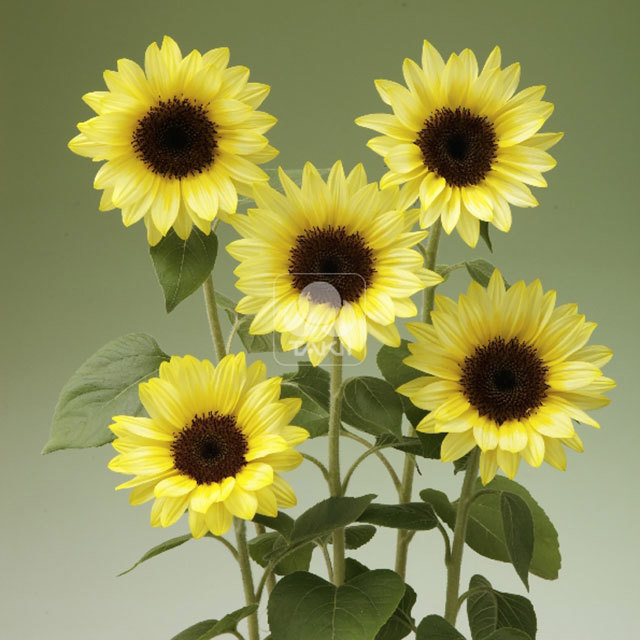 Helianthus annuus Limoncello