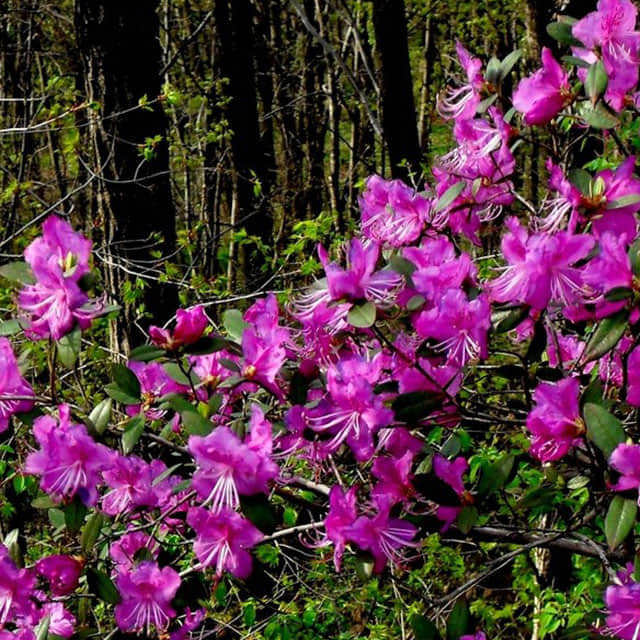 Rhododendron kaempferi Tiny Black Flies
