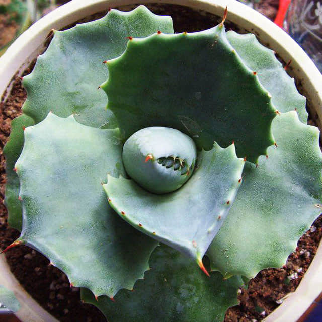 Agave potatorum