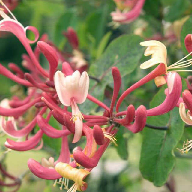 Lonicera caprifolium