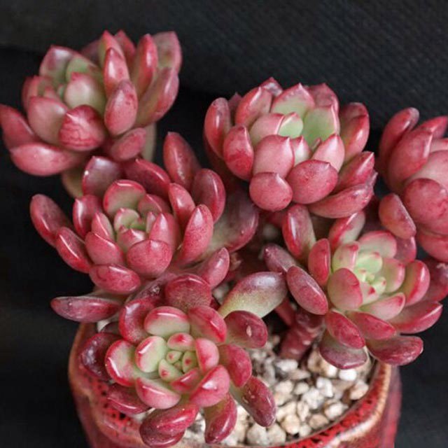 Sedeveria Rink Ruby White Cottony Spots