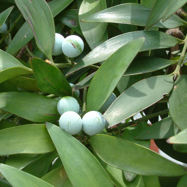 Podocarpus nagum