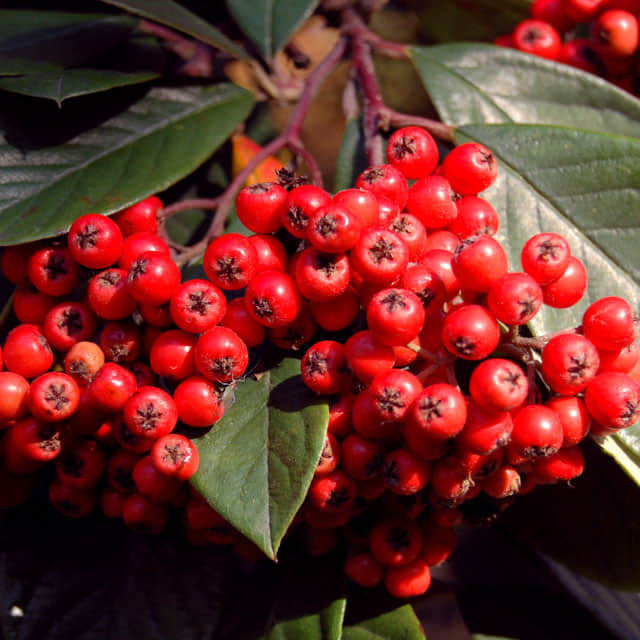 Cotoneaster frigidus