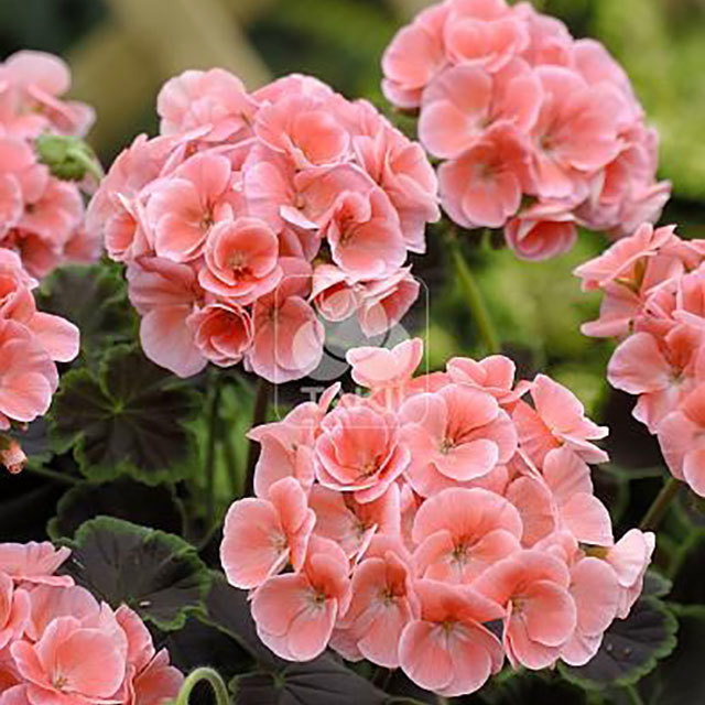 Pelargonium Black Velvet F1 Salmon Leggy Stems